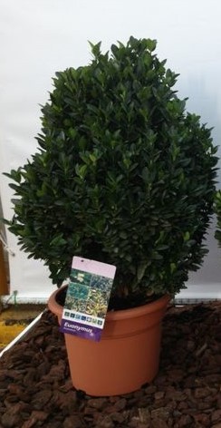 Euonymus, Busch 25/45 cm microphylla - grün PP-Nr.: ES-17-46/1519