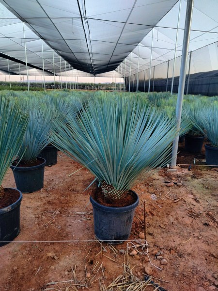 Yucca, Busch 30LT/90 cm Rostrata PP-Nr.: ES-17-46/1610