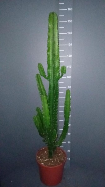 Euphorbia, 30/160 cm erythraea - Wüstenkaktus PP-Nr.: IT-07-0526