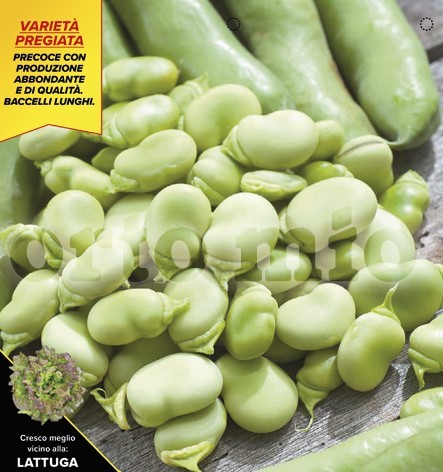 Saubohnen, 12er Tasse cm Saubohne, Sorte Superaguadulce PP-Nr.: IT-08-1868