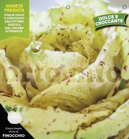 Chicoree, 9er Tasse cm Früher Castelfranco, Sorte Castellano PP-Nr.: IT-08-1868