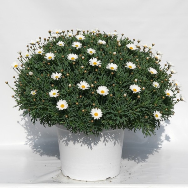 Margeriten, Busch 35/70 cm weiß weißer Topf PP-Nr.: IT-07-0526