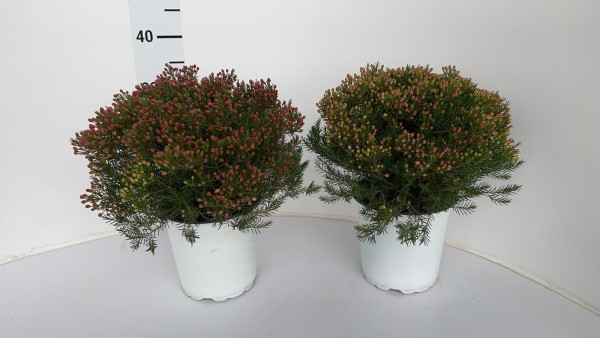 Wax Flower, Busch 17/35 cm Gemischte Farben PP-Nr.: IT-16-0165