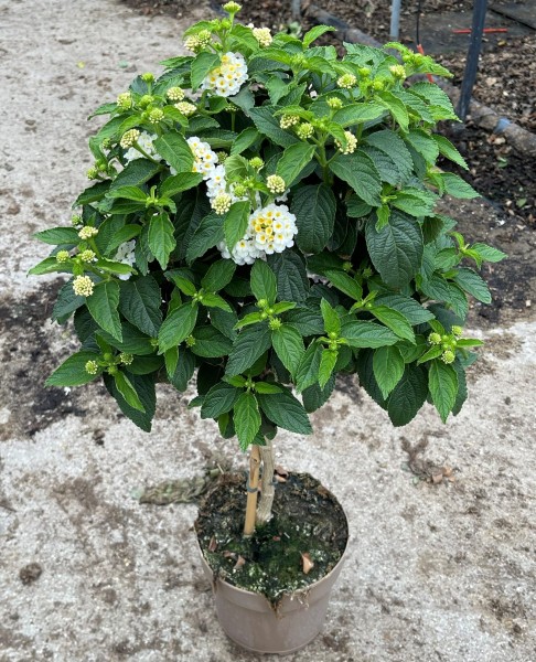 Lantana, Stamm 17/70 cm camara - weiß PP-Nr.: IT-16BT0373