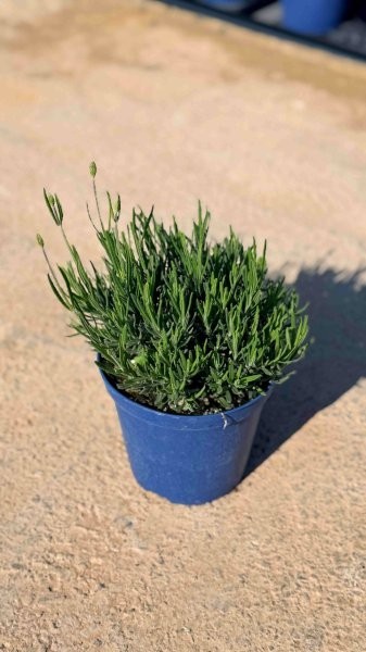 Lavendel, Busch 14/20 cm hidcote Gewürze PP-Nr.: IT-07-0526