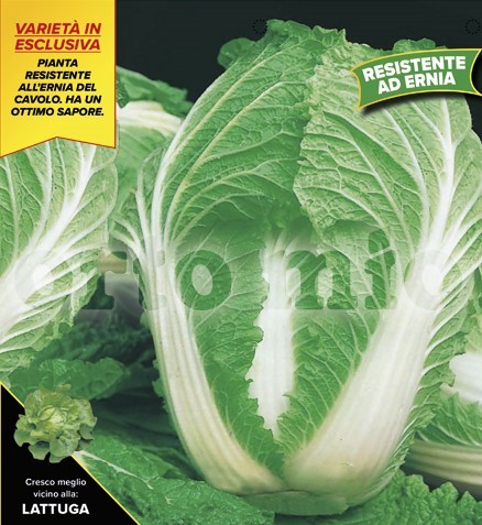 Kohl, 6er Tasse cm Chinakohl, Sorte Enduro (F1), resistent gegen Kohlhernie PP-Nr.: IT-08-1868