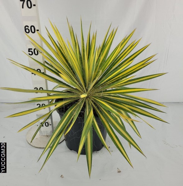 Yucca Filomentosa Color Guard, Busch 15 LT/80 cm PP-Nr.: ES-17-46/1610