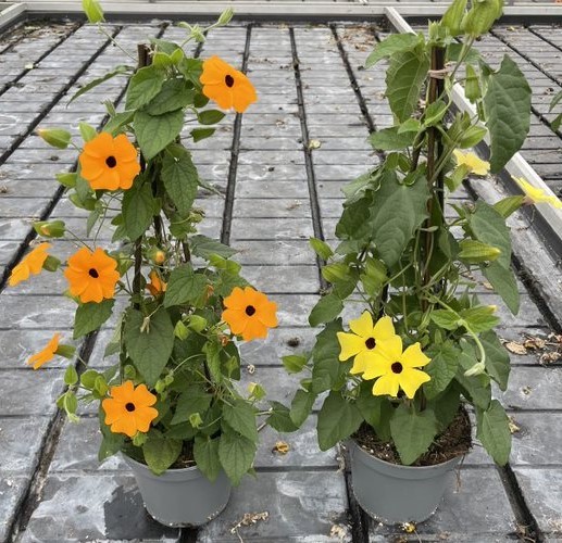 Thunbergia, Pyramide 14/50 cm alata - schwarzäugige Susanne PP-Nr.: IT-16BT0373