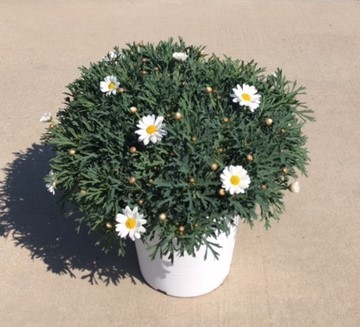 Margeriten, Busch 25/60 cm weiß PP-Nr.: IT-07-0526