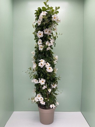 Dipladenia, Pyramide 27/160 cm WEISS PP-Nr.: IT-16BT0373