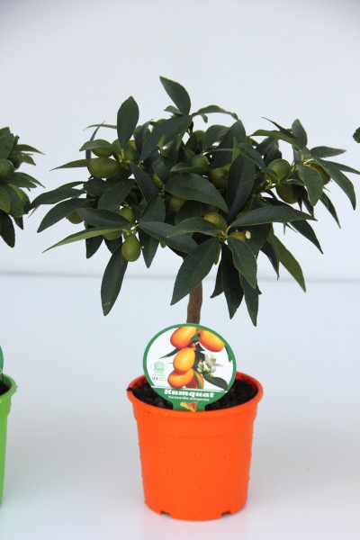 Citrus, Mini-Stamm 15/40 cm Fortunella Margarita - Kumquat PP-Nr.: IT-19-1627