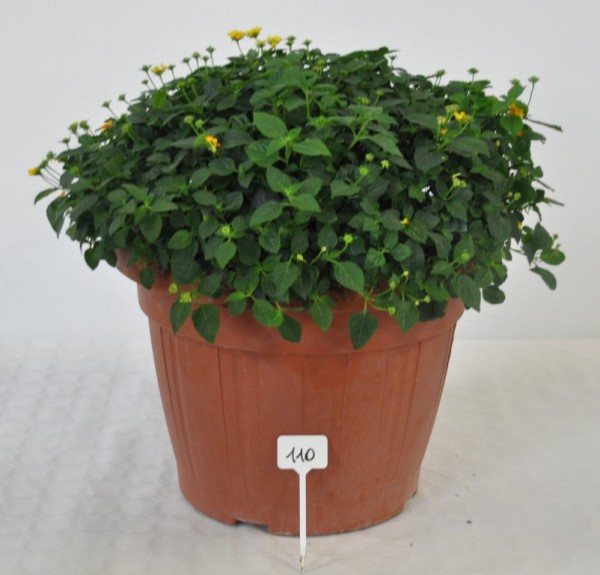 Lantana, Busch 45/80 cm camara - Wandelröschen PP-Nr.: IT-07-0526