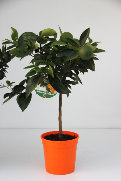Citrus, Mini-Stamm 22/80 cm Calabrese Orange PP-Nr.: IT-19-1627