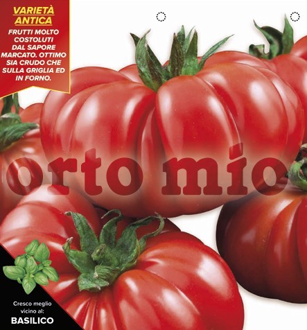 Tomaten, 6er Tasse cm Fleischtomate "Gerippte Florentiner", Sorte Successo (F1) PP-Nr.: IT-08-186