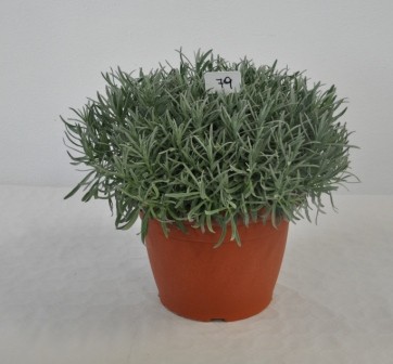 Lavendel, Busch 30/60 cm officinalis Gewürze PP-Nr.: IT-07-0526