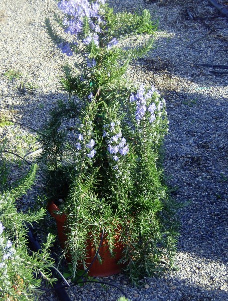 Rosmarin, Pyramide 18/80 cm prostratus Gewürze PP-Nr.: IT-07-0526