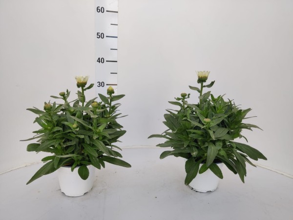 Leucanthemum, Busch 14/30 cm taurus PP-Nr.: IT-16-0165