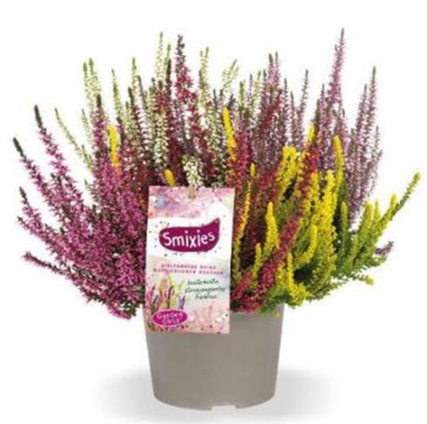 Calluna GG, 17/30 cm Smixies 5 Farben im Topf PP-Nr.: DE-NI-115639