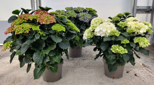 Hydrangea, Busch 24/75 cm Hortensie (blau, rosa, weiß) PP-Nr.: IT-16-0165