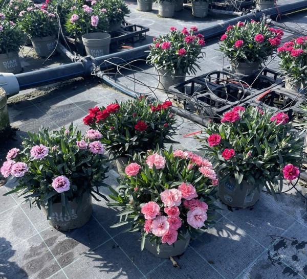 Dianthus, Busch 17/40 cm Oskay PP-Nr.: IT-16BT0373