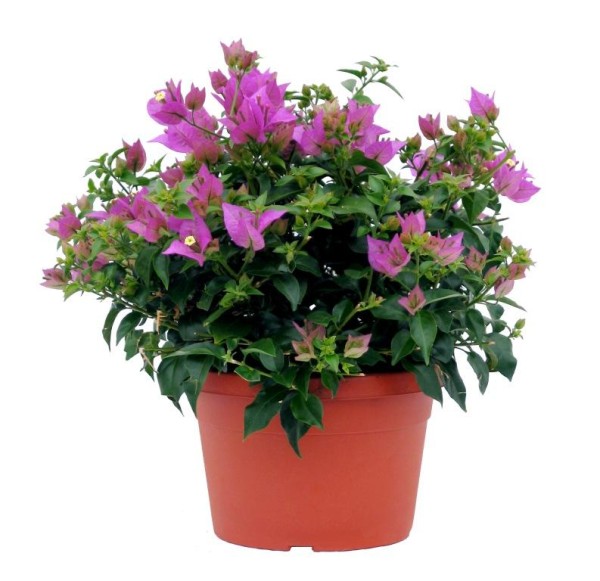 Bougainvillea, Busch 17/30 cm Alexandra PP-Nr.: IT-19-0282