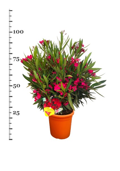Nerium, Busch 26/90 cm Oleander, gemischte Farben PP-Nr.: IT-19-0867