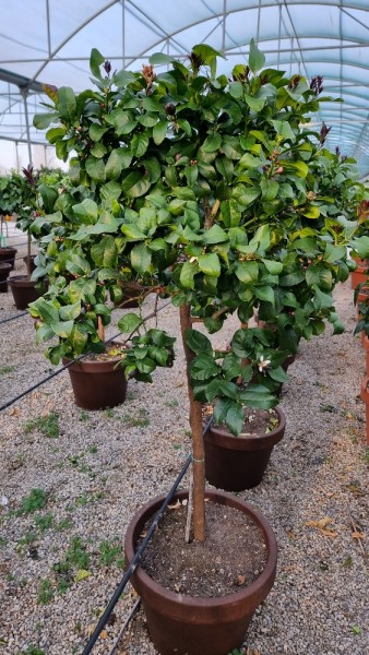 Citrus, Stamm 55x41/190 cm Carrubaro Zitrone PP-Nr.: IT-19-1627