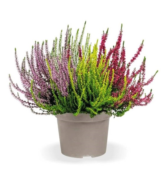 Calluna GG, 17/30 cm Quattro Girls 4 Farben im Topf PP-Nr.: DE-NI-115639