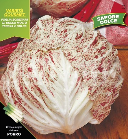 Radicchio, 9er Tasse cm Später gesprenkelter Lusia, Sorte Spät-Lusia PP-Nr.: IT-08-1868