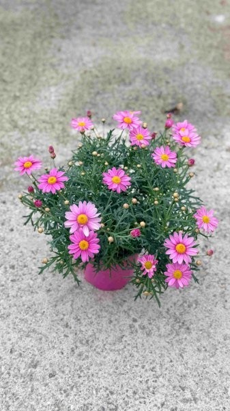 Margeriten, Busch 14/30 cm rosa PP-Nr.: IT-07-0526