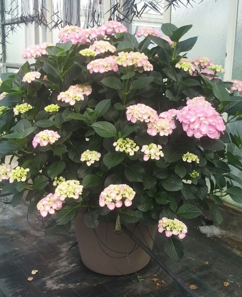 Hydrangea, Busch 60/100 cm macrophilla - Hortensie PP-Nr.: IT-07-0526
