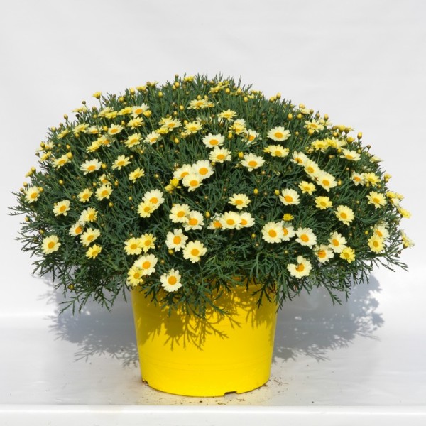 Margeriten, Busch 35/75 cm gelb gelber Topf PP-Nr.: IT-07-0526