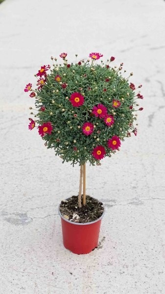 Margeriten, Stamm 18/80 cm rot PP-Nr.: IT-07-0526