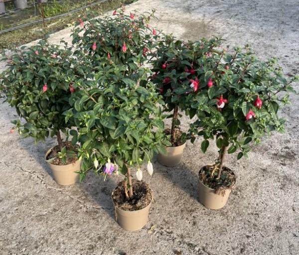 Fuchsia, Stamm 17/70 cm hybrida PP-Nr.: IT-16BT0373