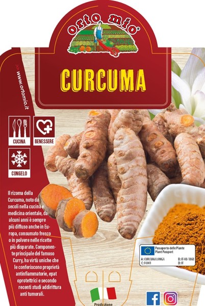 Kurkuma , 14/30 cm PP-Nr.: IT-08-1868