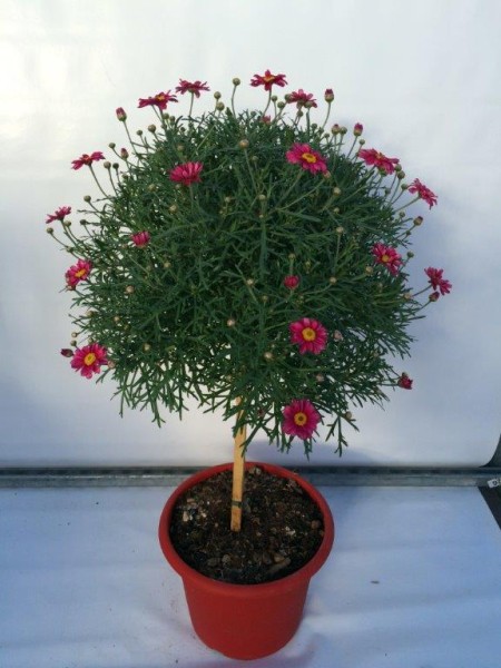 Margeriten, Stamm 30/90 cm rot roter Topf PP-Nr.: IT-07-0526