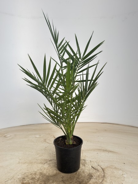 Phönix, Busch 14/55 cm canariensis Bunter Topf PP-Nr.: IT-19-0066