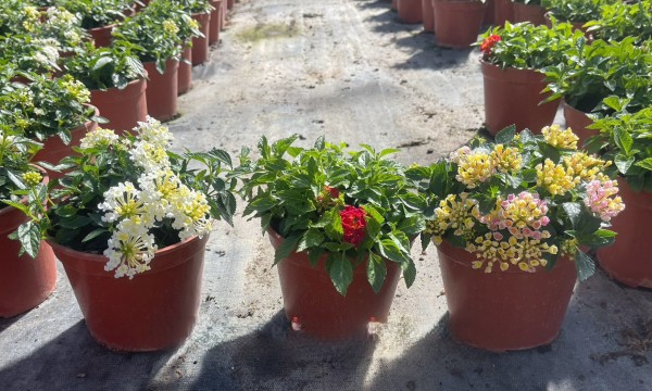 Lantana, Busch 14/30 cm camara - Wandelröschen PP-Nr.: IT-07-0526