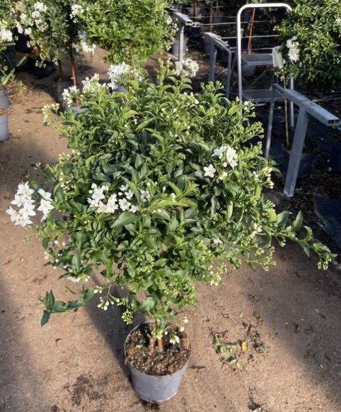 Solanum, Stamm 23/100 cm jasminoides PP-Nr.: IT-16BT0373