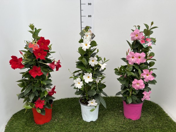 Dipladenia, Pyramide 17/70 cm Sundaville PP-Nr.: IT-19-0288