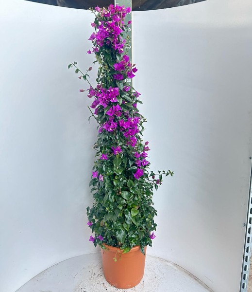Bougainvillea, Pyramide 30/150 cm Alexandra PP-Nr.: IT-19-0282