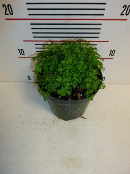 Kerbel, Busch 14/30 cm Anthhricus Cerefolium Gewürze PP-Nr.: IT-07-0526