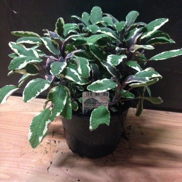 Salbei, Busch 14/20 cm tricolor Gewürze PP-Nr.: IT-07-0526