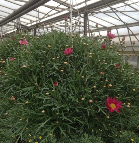 Margeriten, Ampel 20 cm rot PP-Nr.: IT-07-0526