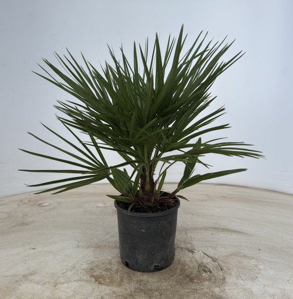 Chamaerops, Busch 19/60 cm humilis färbiger Topf PP-Nr.: IT-19-0066