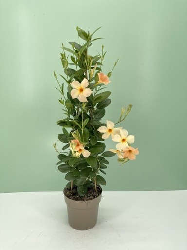 Dipladenia, Pyramide 17 cm Bella Sunrise Apricot PP-Nr.: IT-16BT0373
