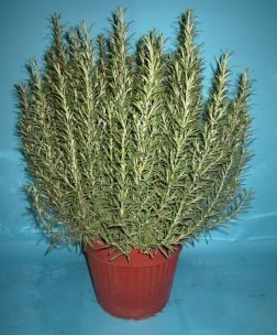 Rosmarin, Busch 35/70 cm officinalis Gewürze PP-Nr.: IT-07-0526