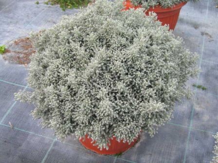 Santolina, Busch 25/60 cm "Heiligenkraut" Gewürze PP-Nr.: IT-07-0526