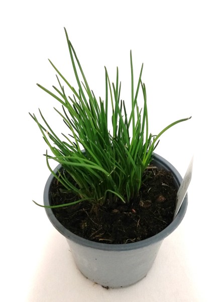 Schnittlauch, Busch 14/20 cm Gewürze PP-Nr.: IT-07-0526