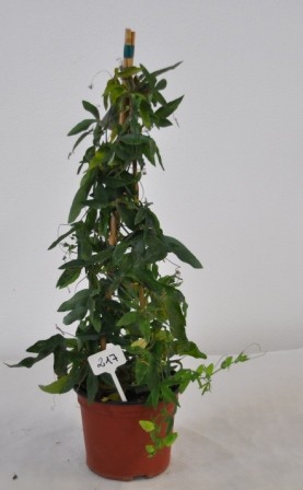 Passiflora, Pyramide 19/70 cm PP-Nr.: IT-19-0288